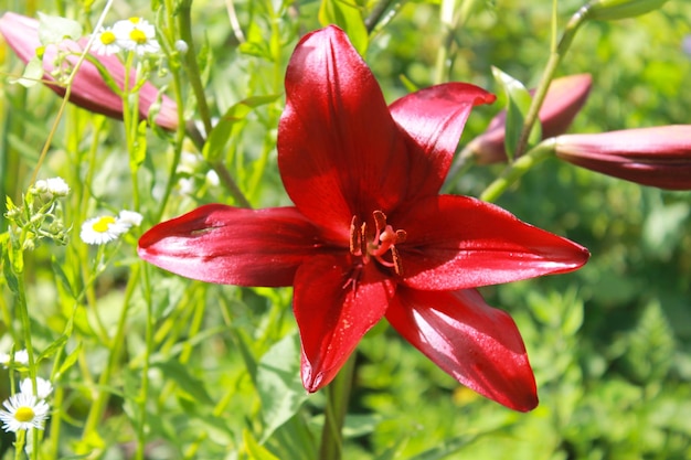 Lily in the garden