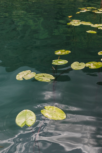 Lily pads floating on pond