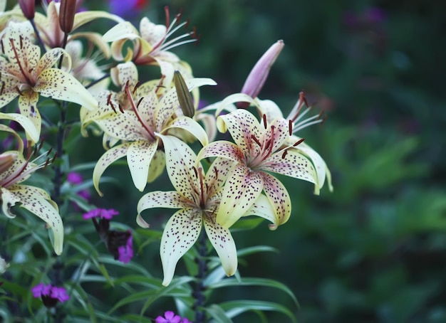 Lily plants growing in the summer park