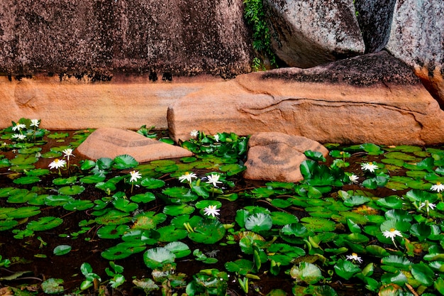 lily pond and beautiful nature of Seychelles