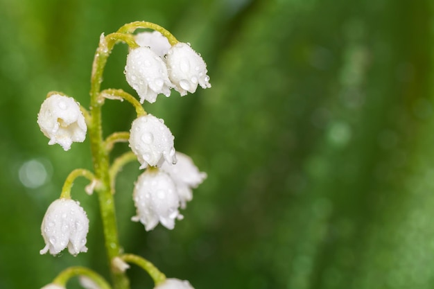 Lily of the Valley close up Maylily leaves with dew drops