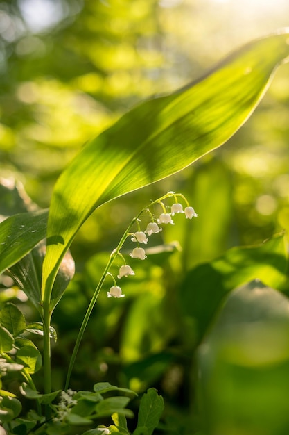 Lily of the valley closeup detailed bright macro photo The concept of spring may summer Floral