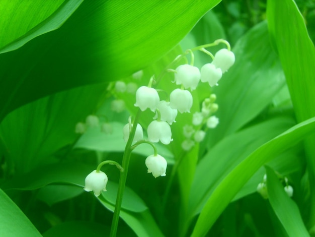 lily of the valley flower photo