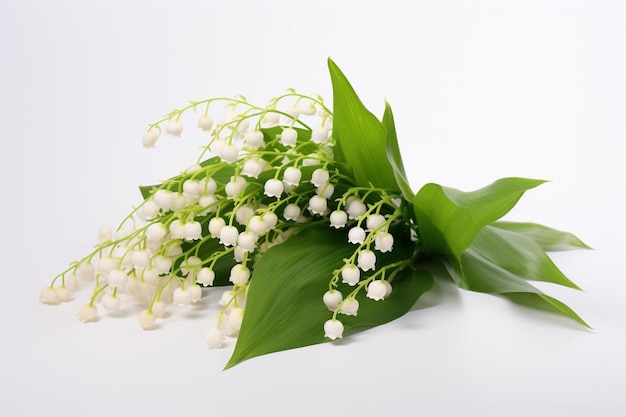 Lily of the valley flower on a white background