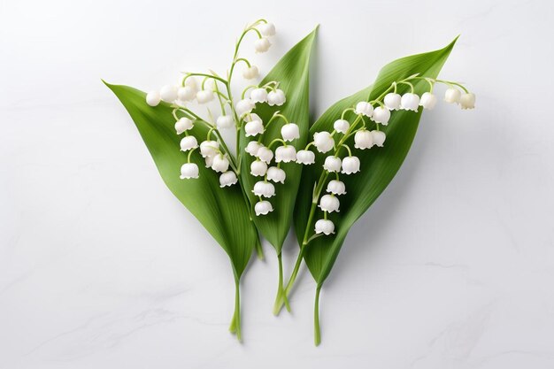 Lily of the valley flower on a white background