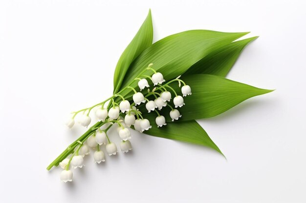 Lily of the valley flower on a white background