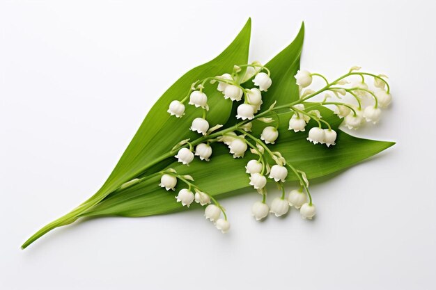 Lily of the valley flower on a white background