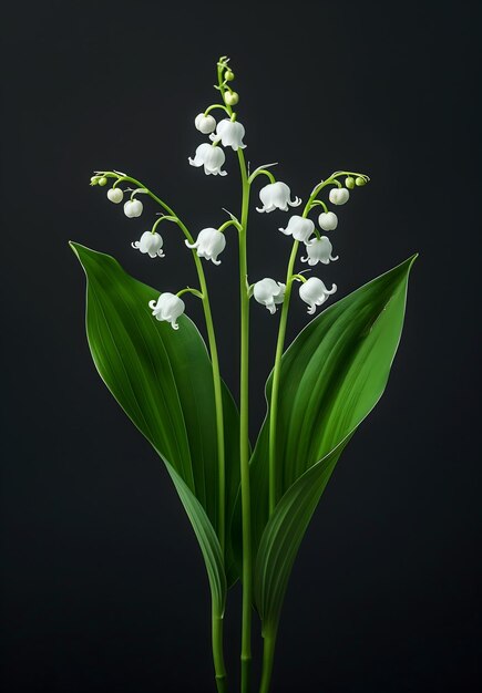 Photo lily of the valley flowers on stems against black background