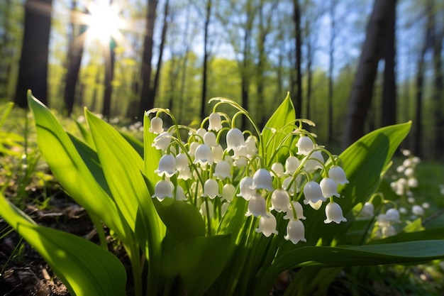 Lily of the valley flowers in the sunlight the arrival of spring and summergolden lilies