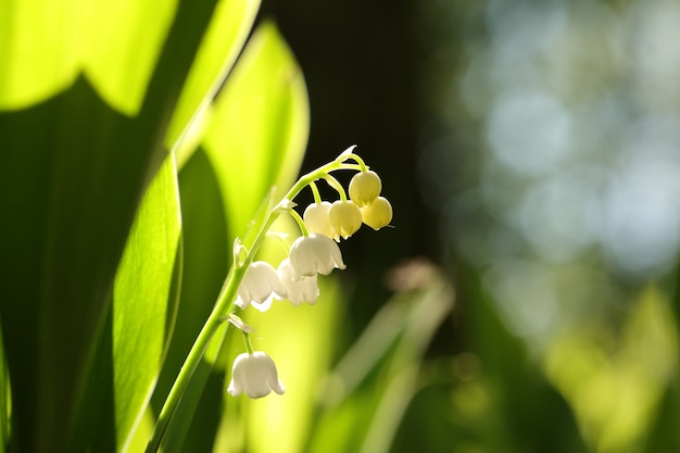 Lily of the valley in the forest