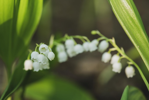 Lily of the valley