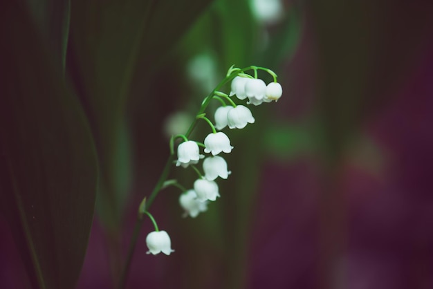 Lily of the valley