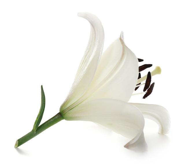 Lily on white