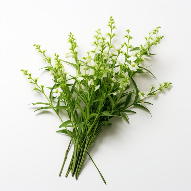 Lilyofthevalley flowers on white background