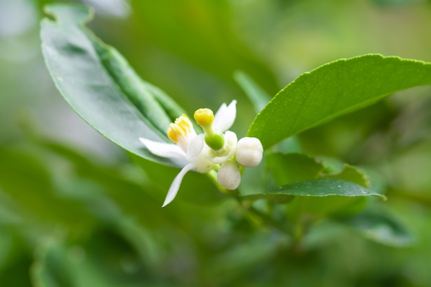 Lime flower on lime tree in an organic garden.