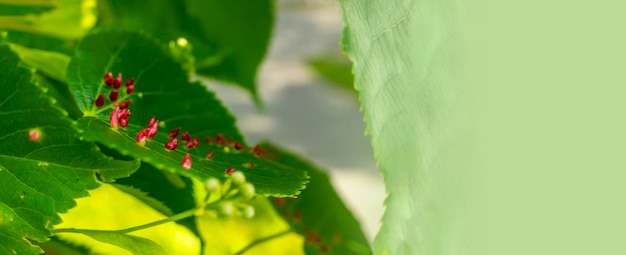 Lime nail gall caused by red nail gall mite Eriophyes tiliae on the leaves of common lime