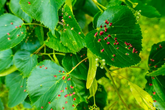 Lime nail gall caused by red nail gall mite Eriophyes tiliae on the leaves of common lime