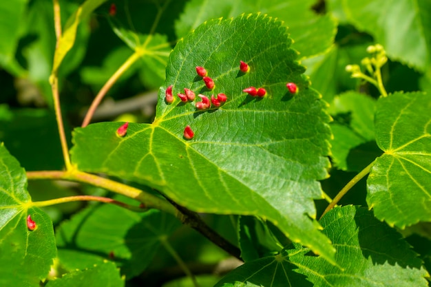 Lime nail gall caused by red nail gall mite Eriophyes tiliae on the leaves of common lime