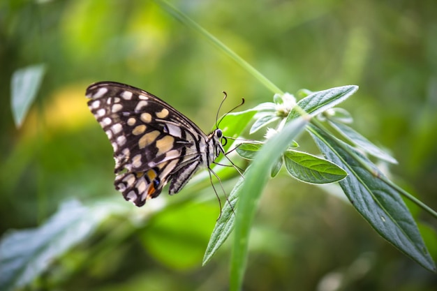 lime swallowtail and chequered swallowtail image resting on the flower plants during spring season