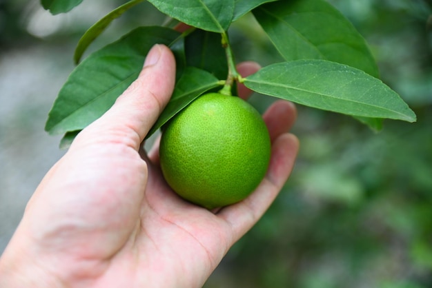 lime on a tree with pick hand Fresh lime citrus fruit in the garden farm agricultural with nature background