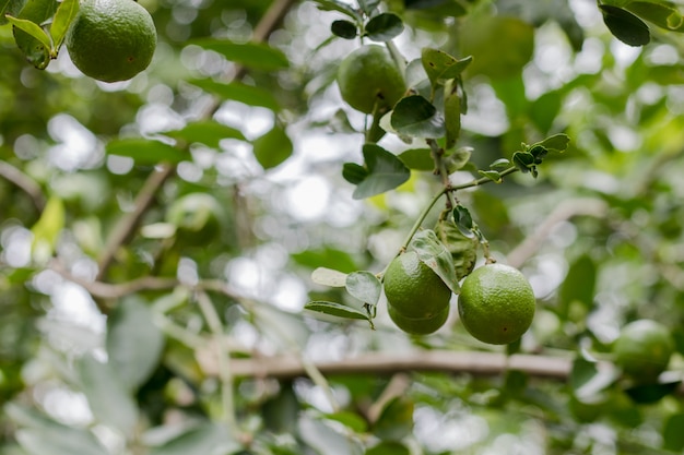 lime on tree