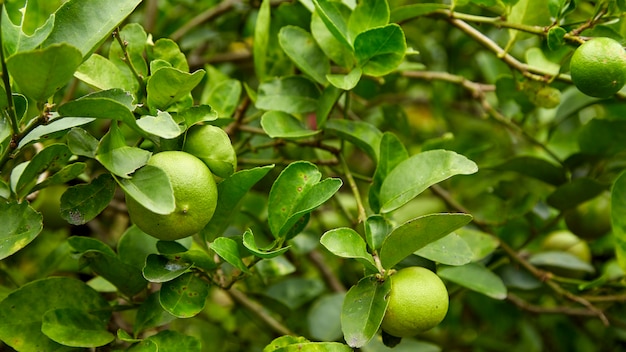 Limes on tree, close-up