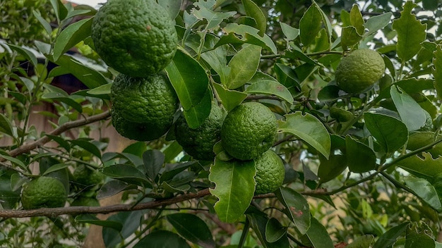 Limes tree in the garden are excellent source of vitamin CGreen organic lime citrus fruit hanging on tree