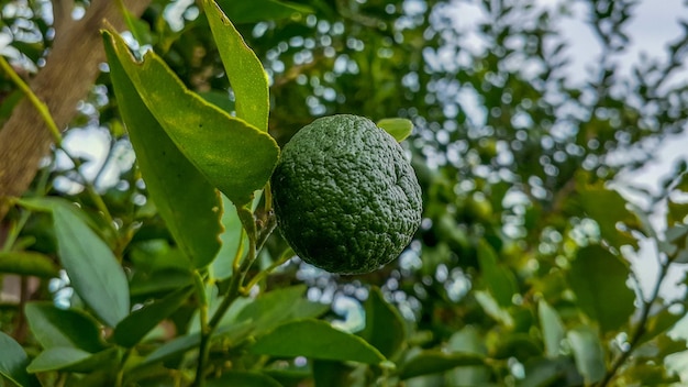 Limes tree in the garden are excellent source of vitamin CGreen organic lime citrus fruit hanging on tree