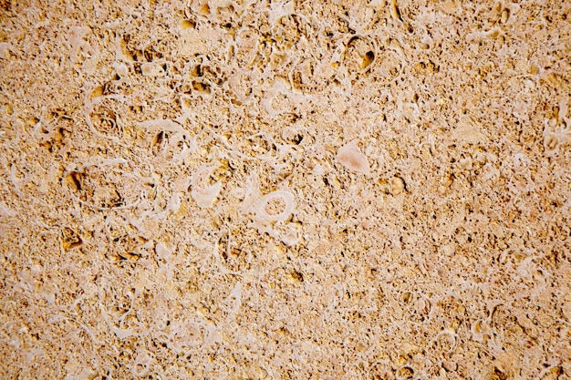 limestone sandstone texture with animal shells