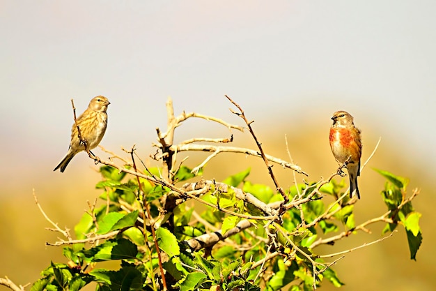 Linaria cannabina - The common linnet is a species of passerine bird in the Fringillidae family 