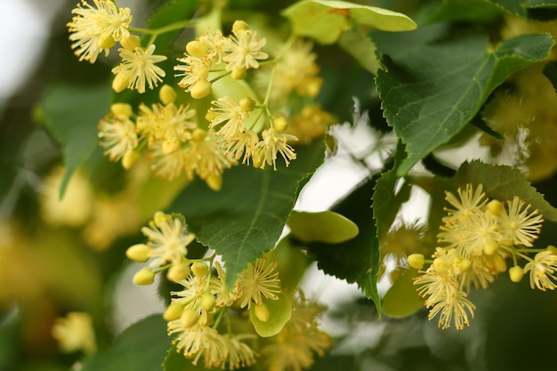 Linden blossoms Linden in summer