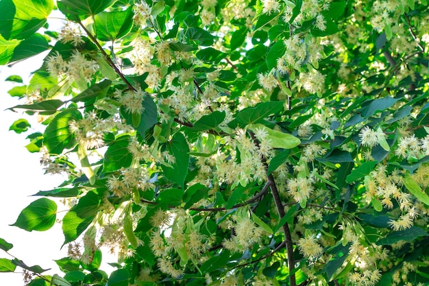 Linden flowers on the branches of trees outdoors