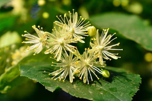 Linden flowers will die on a tree in green leaves