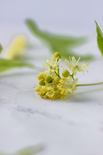 Linden inflorescences closeup Lipa Macro Photo Selective Focus