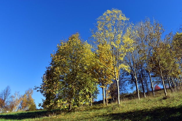 Linden (Tilia cordata) and Ash (Fraxinus excelsior) in a park