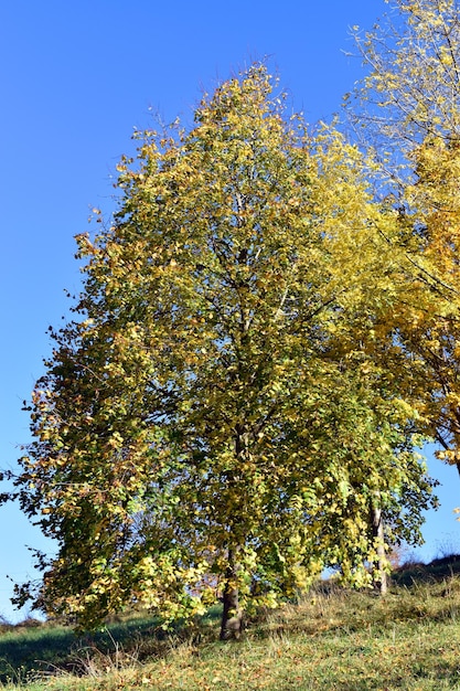 Linden (Tilia cordata) in a public park