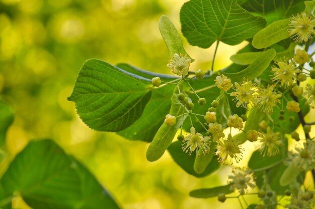 Linden tree branch adorned with small yellow flowers