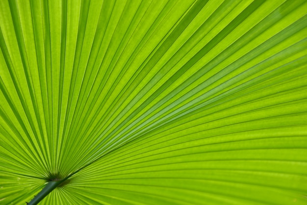 line and pattern of a big green leaf