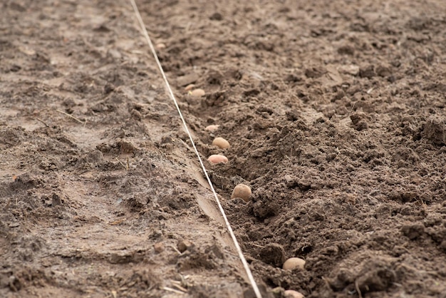 Line of potatoes in the garden Planting potatoes at home concept