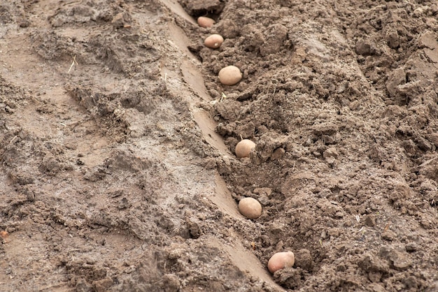 Line of potatoes in the garden