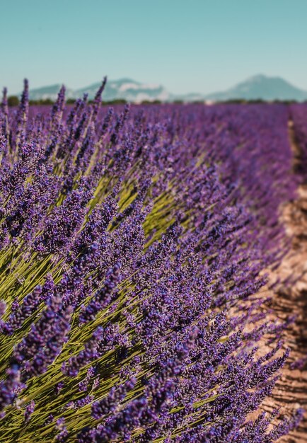 Lines of purple flowers bushes close up lavander fields in Provence France