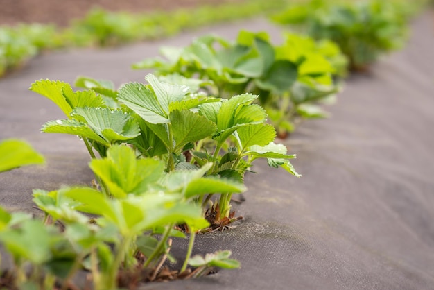 Lines of strawberry plants on agro fiber on a farm Early spring on strawberry farm