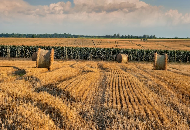 Lines on the stubble after the wheat harvested in the field bales of straw in rolls on the horizon a corn field against the background of a beautiful sky