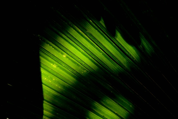 Lines and textures of green palm leaves with shadow