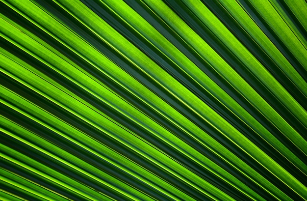 Lines and textures of Green Palm leaves