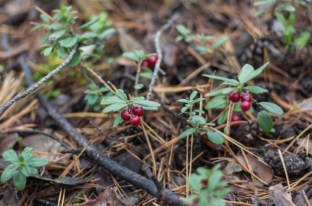 Lingonberry berries on a branch in a forest in a swamp