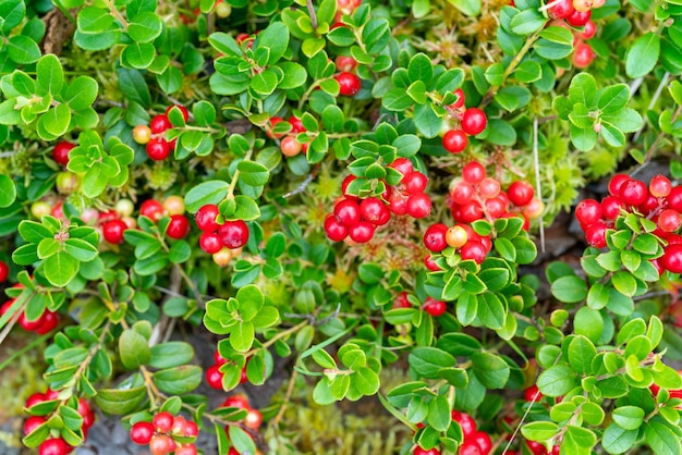 Lingonberry bushes in the forest.