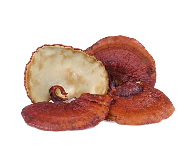 Lingzhi Mushroom Ganoderma Lucidum Isolated on white background.