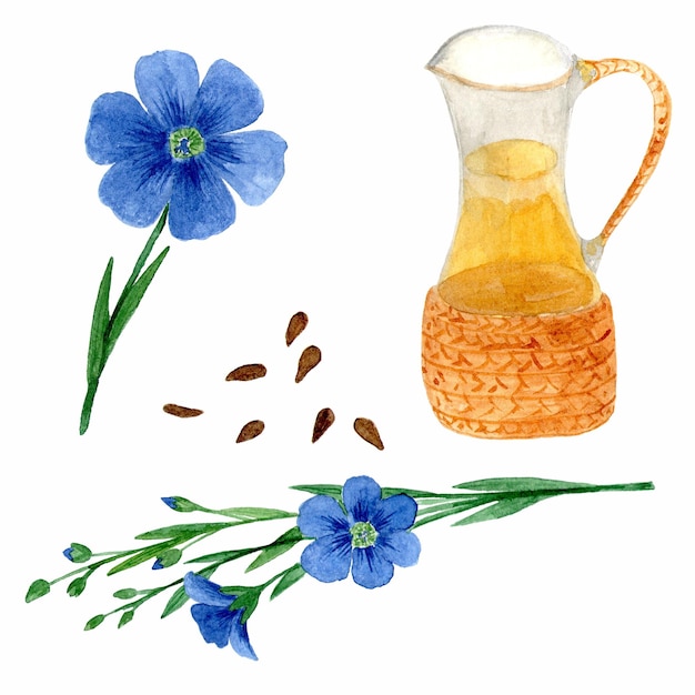 Linseed oil flax flowers and seeds Healthy food diet and cosmetic products Isolated on white background watercolor drawing