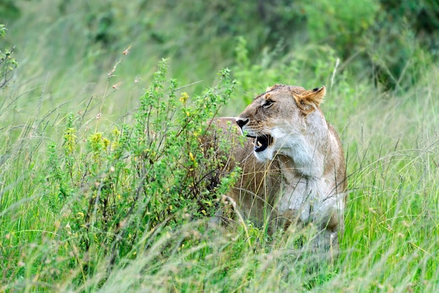 Lion in the African savannah Masai Mara